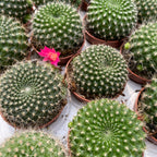 Rebutia Krainziana - globular cactus with spectacular flowering