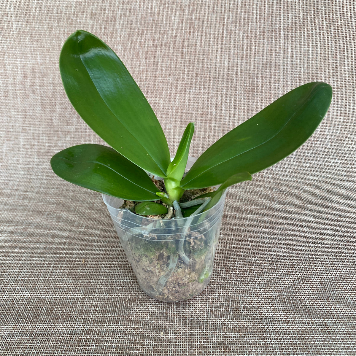 Phalaenopsis Miki Mok Choi Bear Queen '687' *fragrant