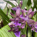 Zygonisia Rhein Blue Angel - perfumada