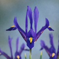 Iris reticulata ‘Rapsody’ (Blau) - kleine Frühlingsiris