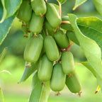 Actinidia arguta 'Super Jumbo'