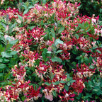 Lonicera periclymenum 'Belgica' - Mana Maicii Domnului, Caprifoi rosu
