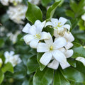 Murraya paniculata (Orangenjasmin) D14 - intensiv duftende Blüten