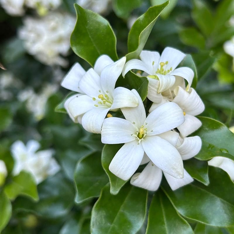 Murraya paniculata (Orangenjasmin) D14 - intensiv duftende Blüten