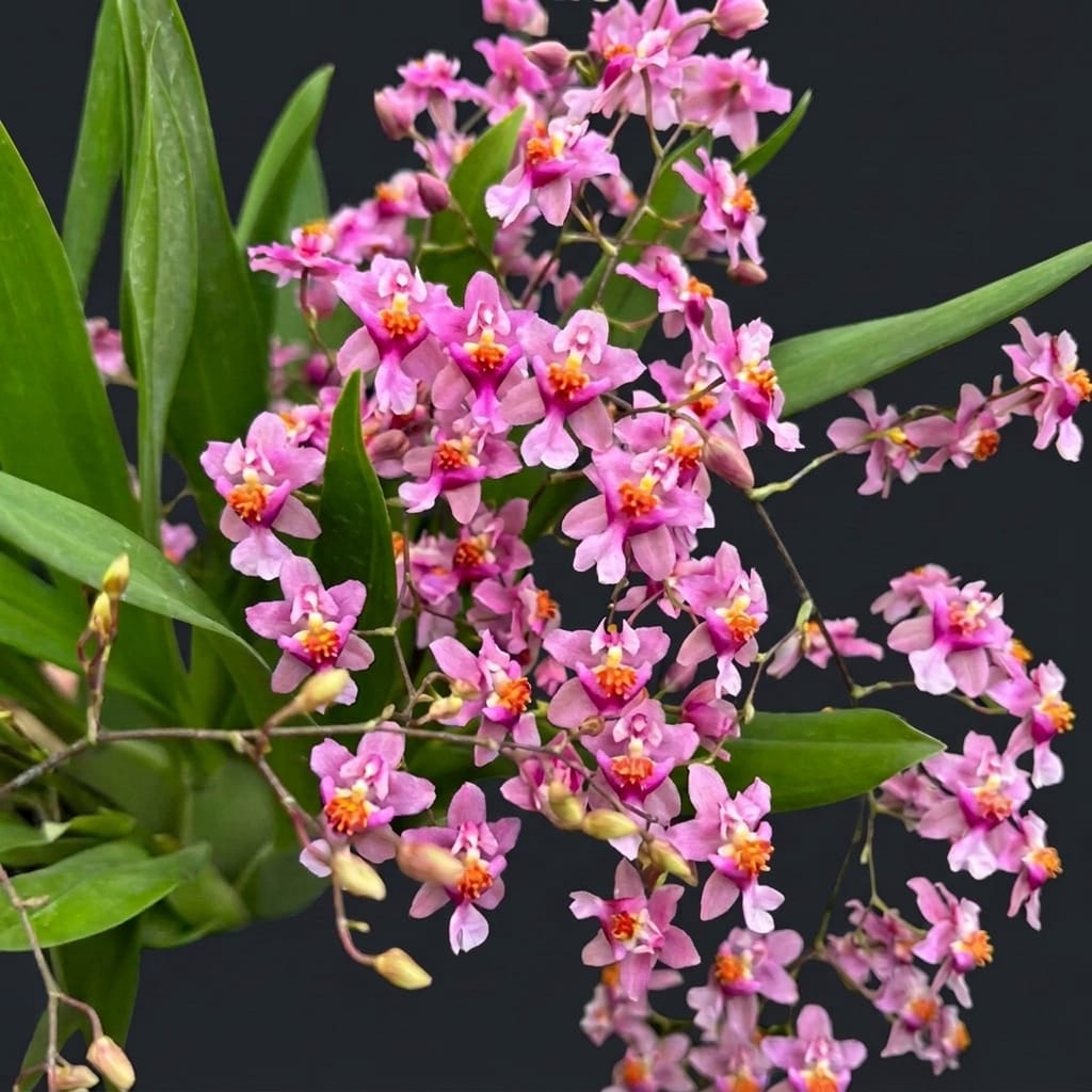 Oncidium Tsiku Marguerite 'Chian-Tzy Dragon' (Twinkle)