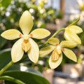Phalaenopsis cochlearis