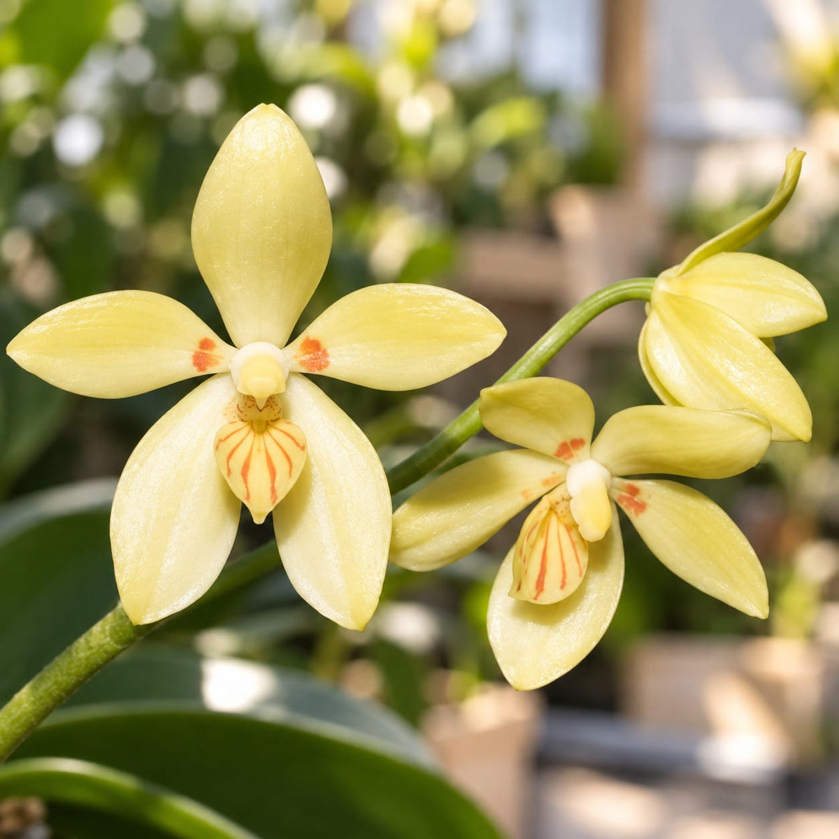 Phalaenopsis cochlearis