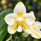 Phalaenopsis Yaphon Database