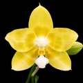 Phalaenopsis Yaphon Christmas '335'