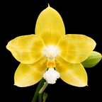 Phalaenopsis Yaphon Christmas '335'