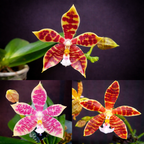 Phalaenopsis Almanis (mannii × tetraspis)