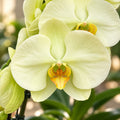 Phalaenopsis Charming Forest Lake × (Charming Romeo × Golden Apollon)