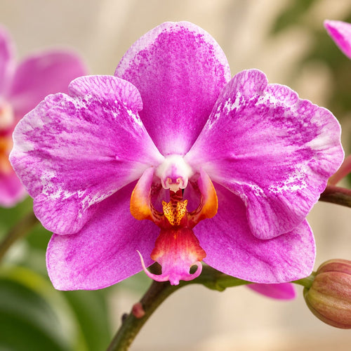 Phalaenopsis Jiuhbao Pink Lady '485' (peloric)