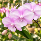 Phalaenopsis SKB Sakura