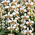 Phalaenopsis stuartiana