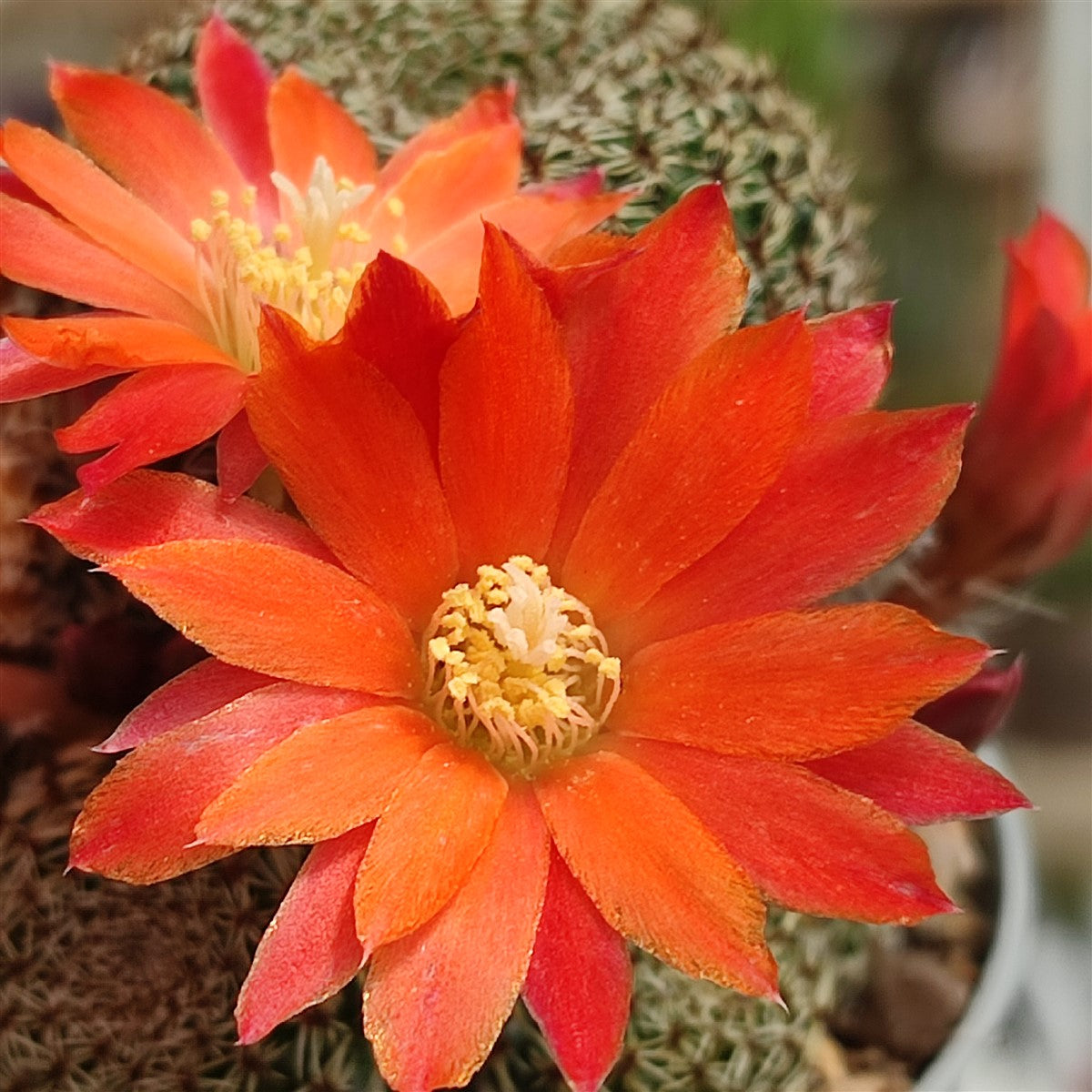 Rebutia heliosa var. condorensis – miniatyrkaktus med spektakulär blomning