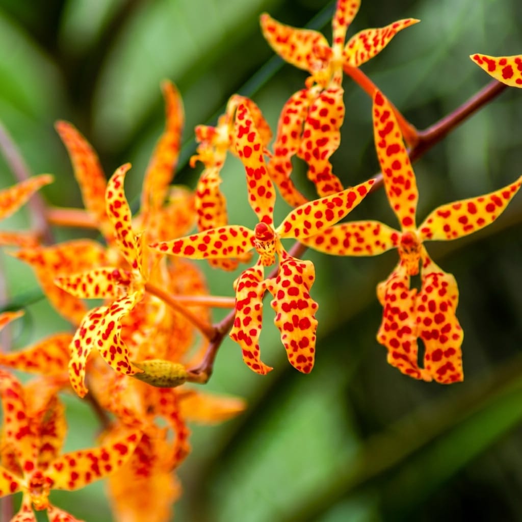 Renanthera monachica