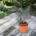 Callistemon laevis (Callistemon citrinus 'Splendens')