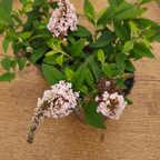 Buddleja davidii ‘Little Rockstars Pink’ - dwarf summer lilac with a delicate fragrance