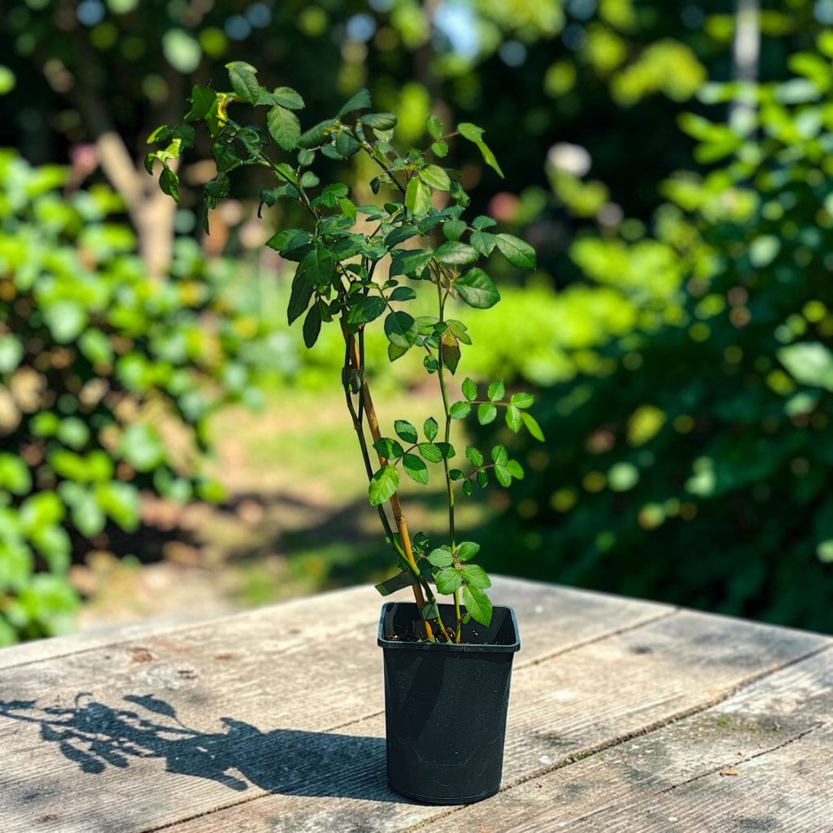 Rosa mix - Trandafir floribunda, catarator, parfumat (D11cm)