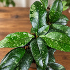 Hoya crassipetiolata 'Splash' D11