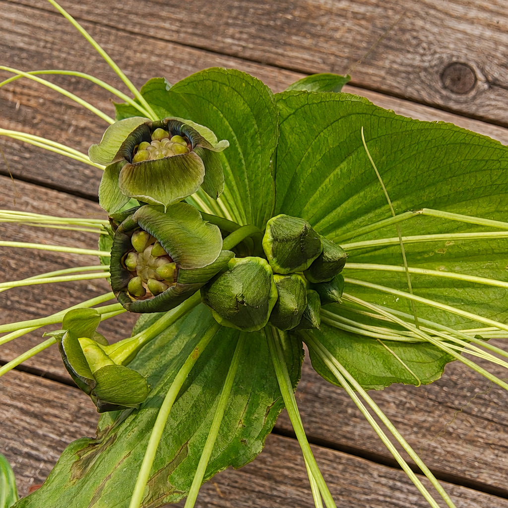 Tacca chantrieri 'Green Isle'– floarea-liliac de smarald, o raritate tropicala spectaculoasa
