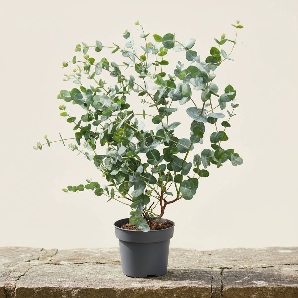 Eucalipt XL - Eucalyptus pulverulenta 'Baby Blue'