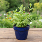 Pineapple mint - Mentha suaveolens