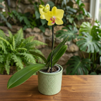 Phalaenopsis Fuller Sonnenuntergang