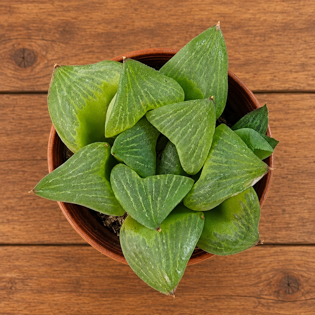Haworthia retusa cv. 'Lime green' - variegata