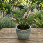 Buddleja davidii ‘Little Rockstars Pink’ - dwarf summer lilac with a delicate fragrance