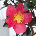 Bonsai Camellia sasanqua 'Yuletide' - Camelia de toamna in forma bonsai