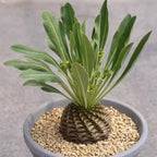 Euphorbia japonica (bupleurifolia x susannae) - Pine Cone Plant (caudex)
