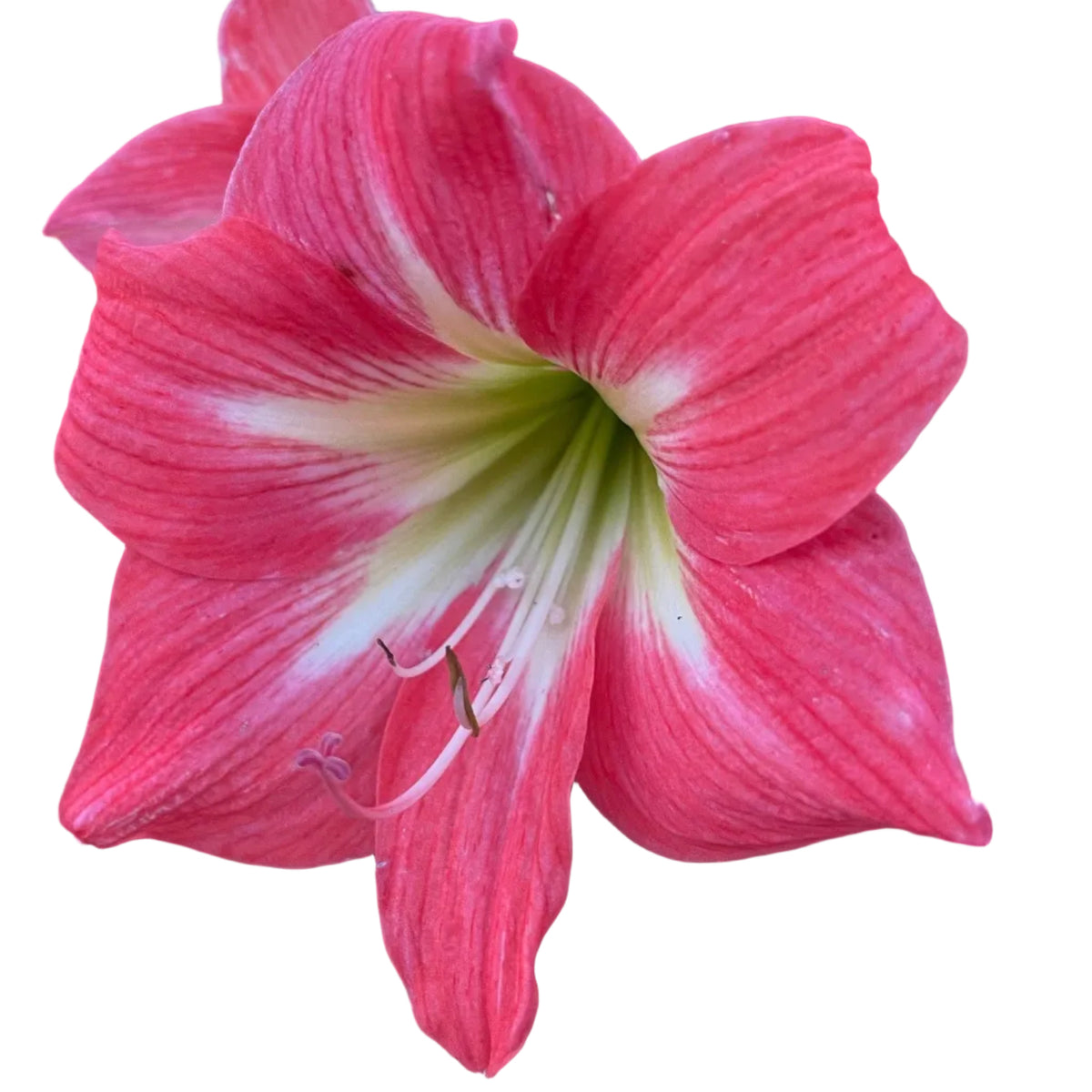 Hippeastrum ‘Amalfi’ – amaryllis elegant, cu flori mari roz delicat si centru luminos