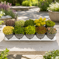 Sedum Mix – a collection of hardy succulents for gardens and pots