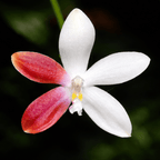 Phalaenopsis tetraspis 'C2'