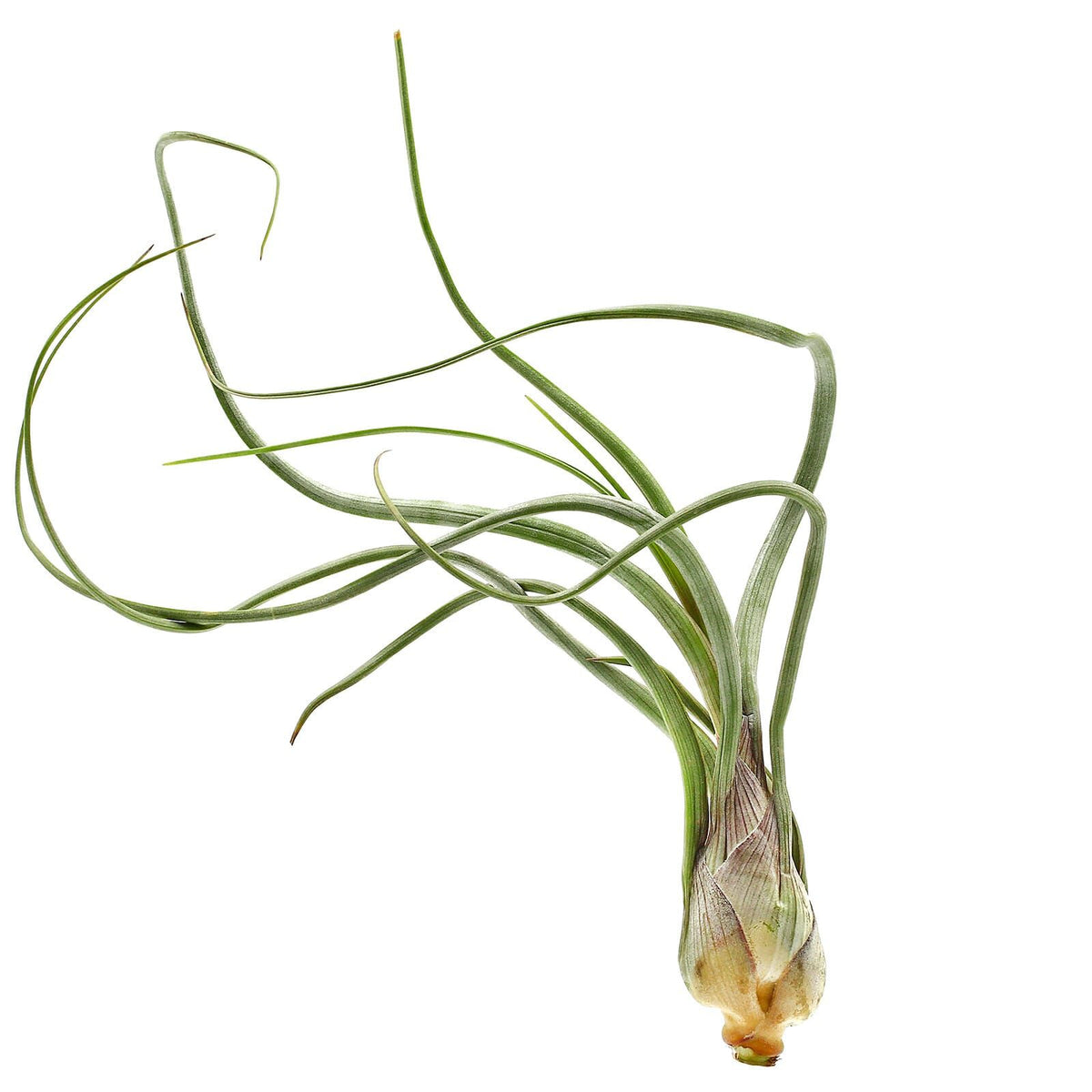 Tillandsia baileyi – exotic air plant with silver foliage and elegant shape