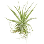Tillandsia gardineri – air plant with a silver, elegant, and minimalist look
