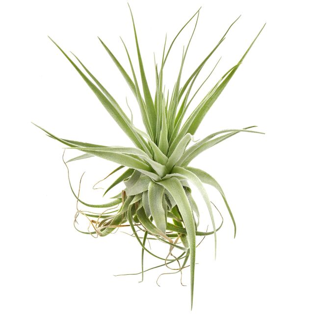 Tillandsia gardineri – air plant with a silver, elegant, and minimalist look
