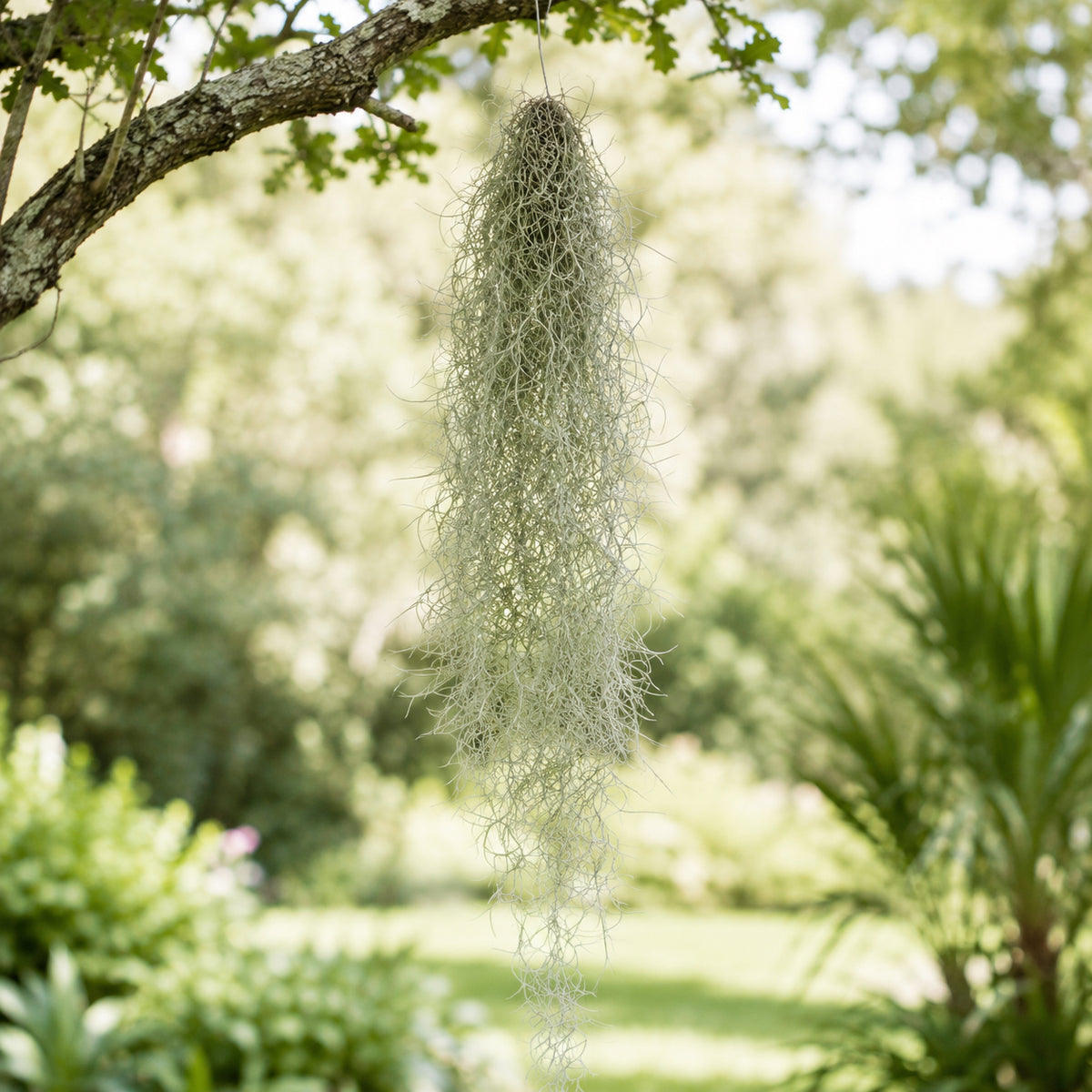 Tillandsia Usneoides, Spanish Moss ("Old Man's Beard")