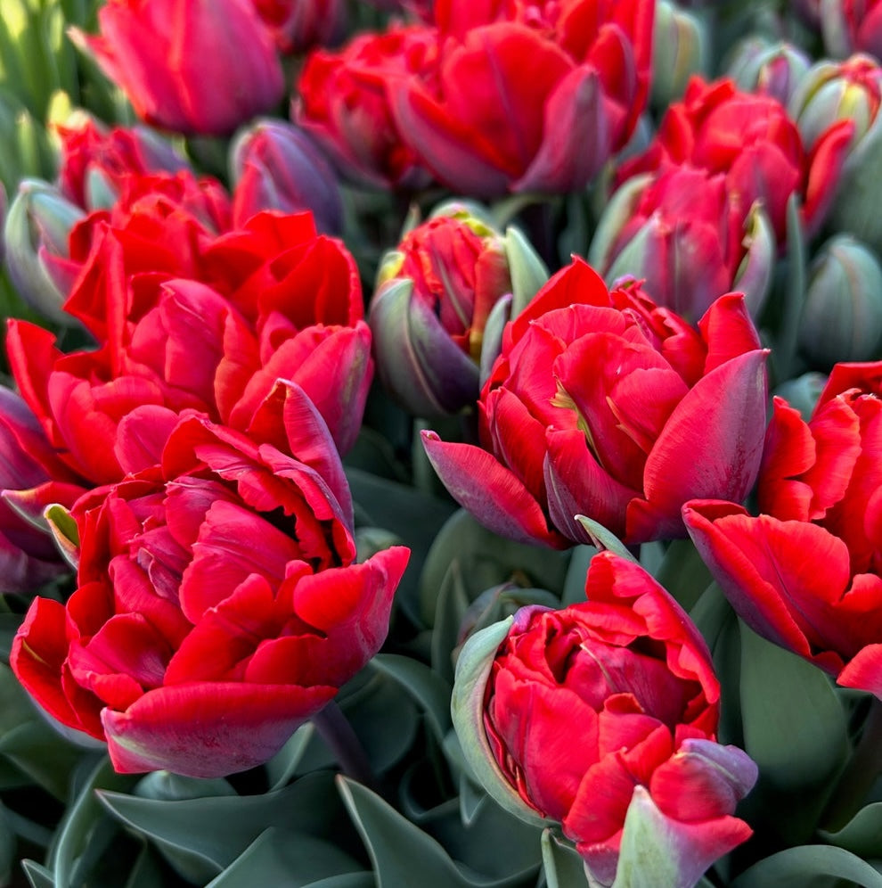 Double Red Tulip Bulbs - Tulipa 'Red Princess'