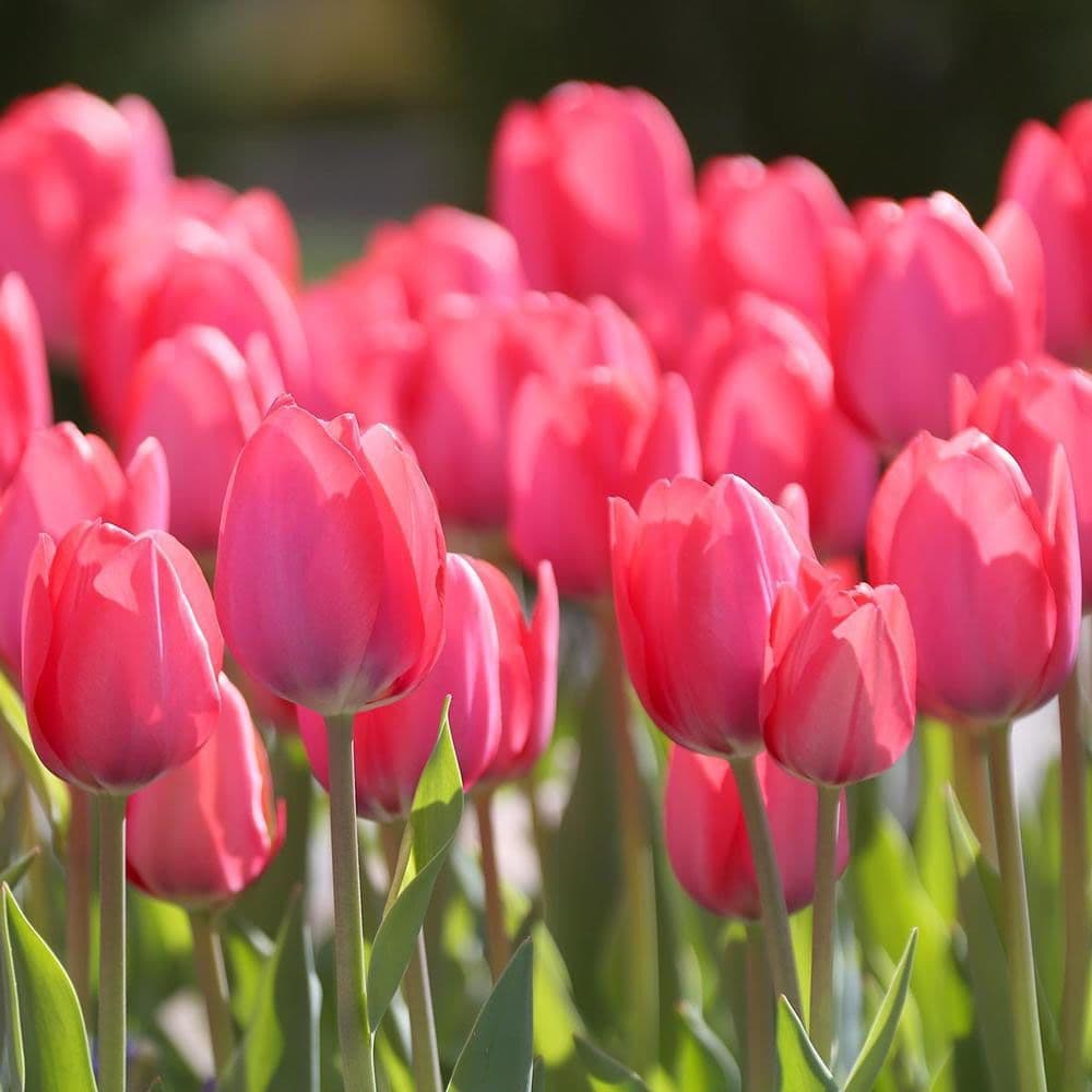 Bulbi de lalele in ghiveci (Tulipa Van Eijk)