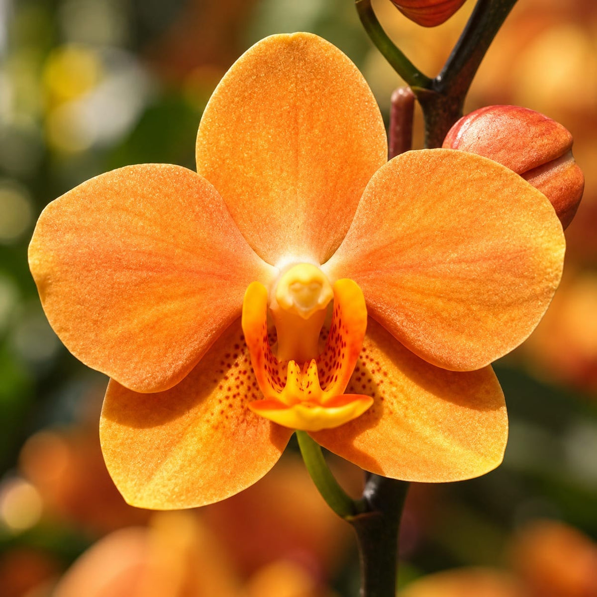 Vandaenopsis Irene Dobkin 'Elmhurst' HCC/AOS