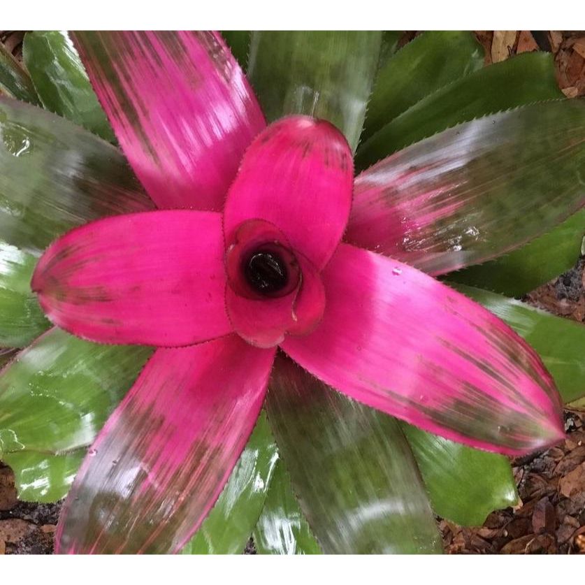 Neoregelia 'Donna' - Bromelie cu frunzis verde, bordo si roz