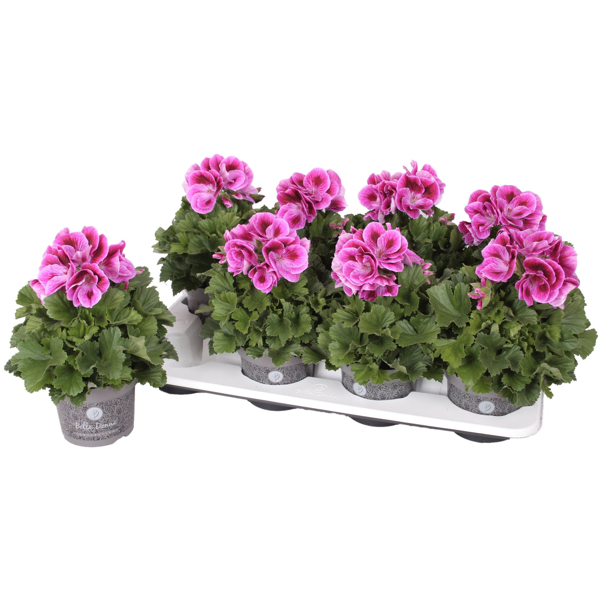 Pelargonium grandiflorum 'Don Mario' - isot kukat omaava englantilainen pelargoni parvekkeelle ja terassille