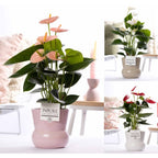 Vas decorativ din ceramica roz Maxima D13