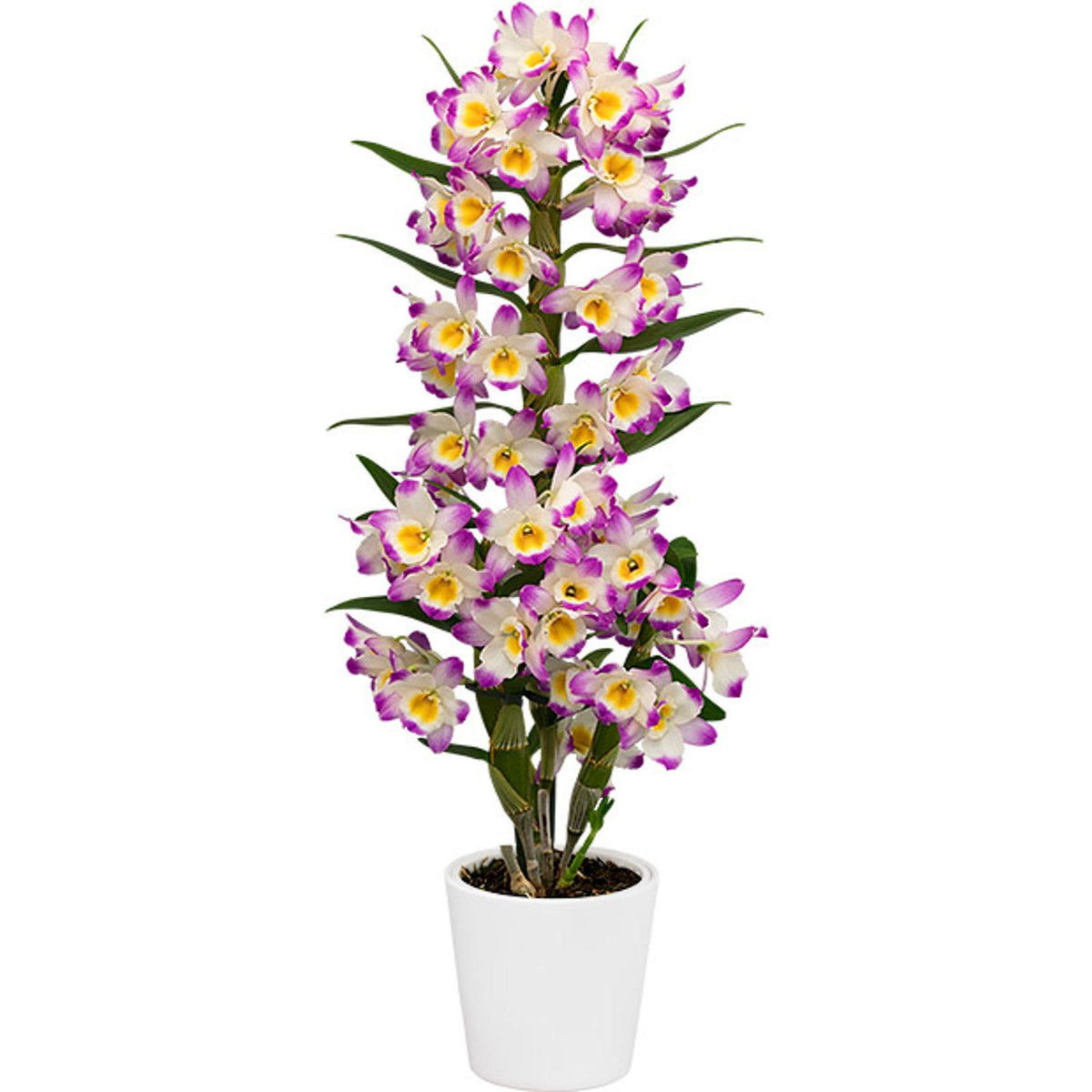 Dendrobium 'Bright Eye' - pachnące kwiaty