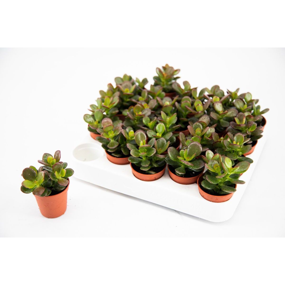 Crassula ovata 'Minor' D5 (money tree)