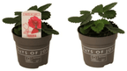 Capsun - Fragaria x ananassa 'Red Summer Breeze'