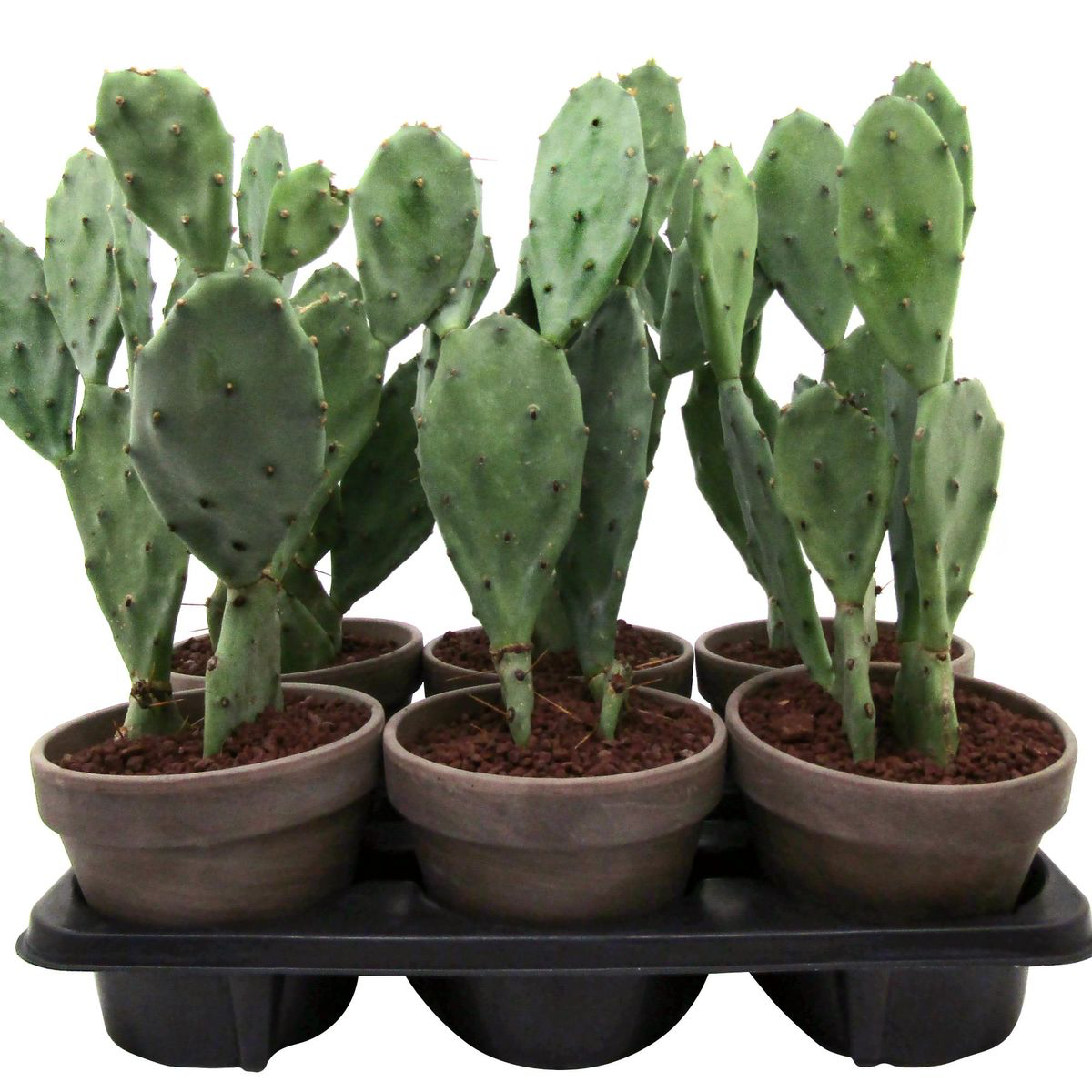 Garden cactus with edible fruits and leaves - Opuntia humifusa (Devil's Tongue) D14
